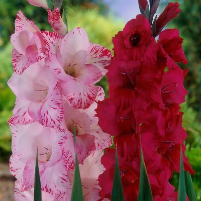 Van Zyverden Gladiolus Magenta Blend, Set of 25 Bulb, 84519
