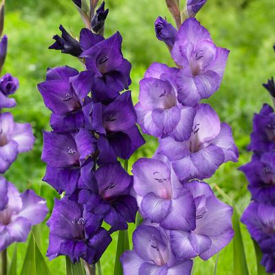 Van Zyverden Gladiolus Cyan Blend, Set of 25 Bulbs, 84520