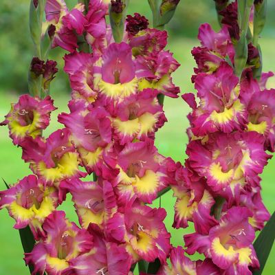 Image showing  Gladiolus Priscilla Blend, Set of 25 Bulbs, 84521
