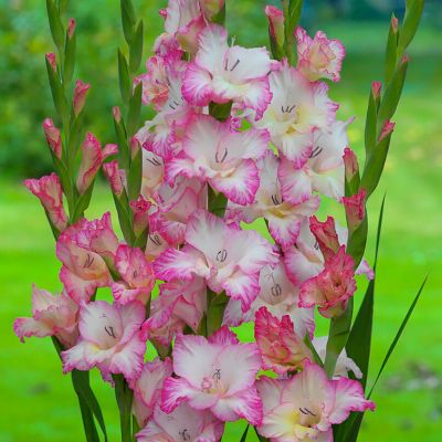 Image showing  Gladiolus Priscilla Blend, Set of 25 Bulbs, 84521