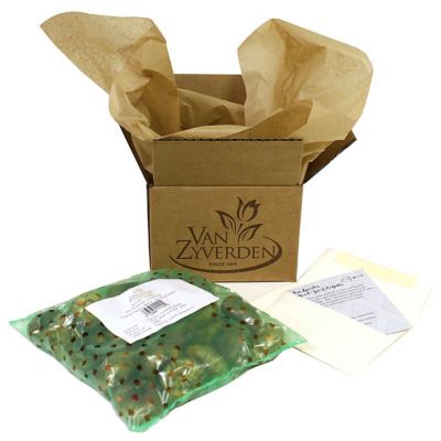 Image showing  Gladiolus Priscilla Blend, Set of 25 Bulbs, 84521