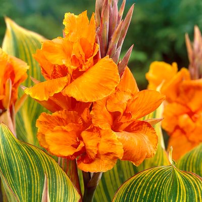 Image showing  Giant Cannas Striata, Set of 3 Bulbs, 84523