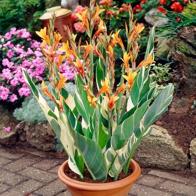 Image showing  Giant Cannas Striata, Set of 3 Bulbs, 84523