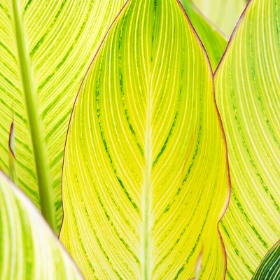 Image showing  Giant Cannas Striata, Set of 9 Bulbs, 84524