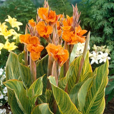 Van Zyverden Giant Cannas Bengal Tiger, Set of 3 Bulbs, 84525