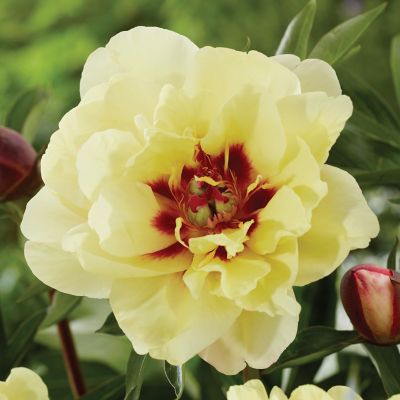 Van Zyverden Itoh Peony Yellow Waterlily, Set of 1 Root, 84536 at Tractor  Supply Co.