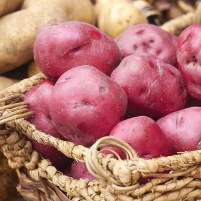 Image showing  Potatoes Dark Red Norland Vegetable Plants, 12 pc. Bulbs