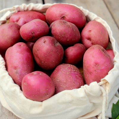 Image showing  Potatoes Dark Red Norland Vegetable Plants, 12 pc. Bulbs