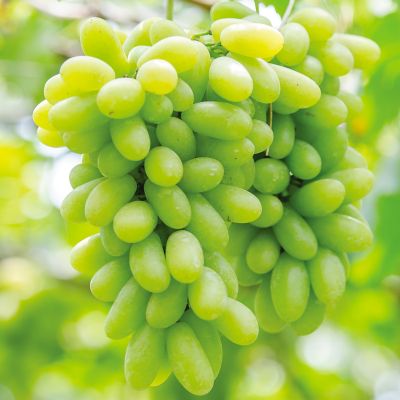 Van Zyverden Grapes Marquis Seedless, Set of 1 Plant, 84548
