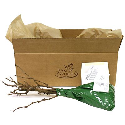 Image showing  Grapes Marquis Seedless, Set of 1 Plant, 84548