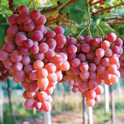 Van Zyverden Grapes Einset Seedless, Set of 1 Plant, 84550