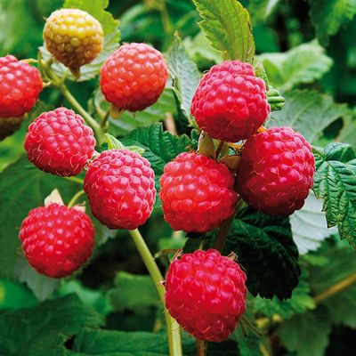 Image showing  Raspberry Latham Red, Set of 1 Plant, 84552