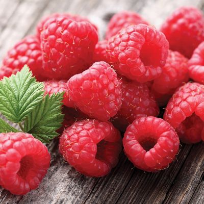 Image showing  Raspberry Latham Red, Set of 1 Plant, 84552