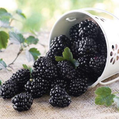 Image showing  Blackberry Thornless Triple Crown, Set of 1 Plant, 84553