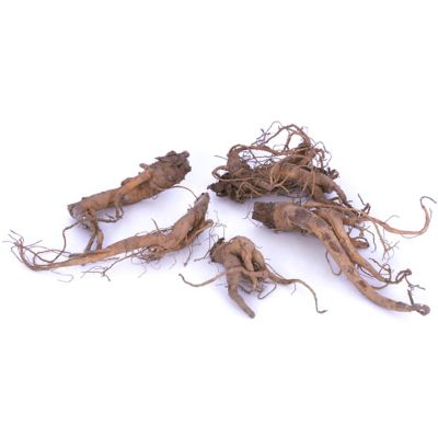 Image showing  Rhubarb Victoria, Set of 5 Plants, 84554