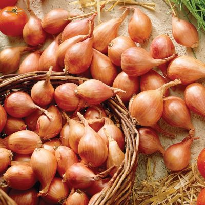 Van Zyverden Dutch Shallots Yellow, Set of 25 Bulb, 84560