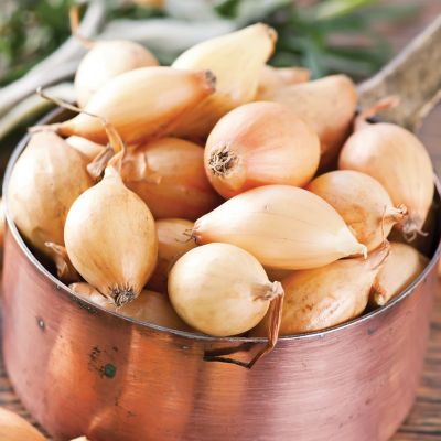 Image showing  Dutch Shallots Yellow, Set of 25 Bulb, 84560