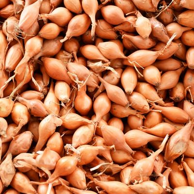 Image showing  Dutch Shallots Yellow, Set of 25 Bulb, 84560