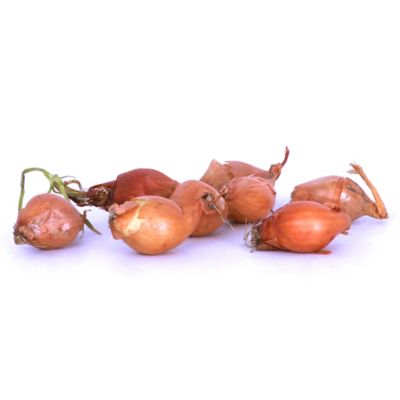 Image showing  Dutch Shallots Yellow, Set of 25 Bulb, 84560