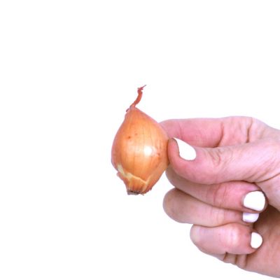 Image showing  Dutch Shallots Yellow, Set of 25 Bulb, 84560