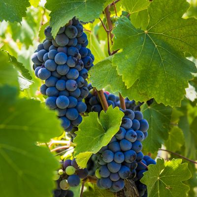 Van Zyverden Premium Grafted Bareroot Grape Vine Cabernet Sauvignon, Set of 1 Plant, 84561