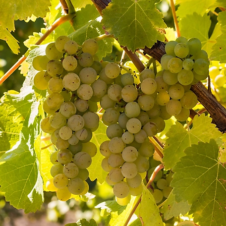 Van Zyverden Premium Grafted Bareroot Grape Vine Chardonnay