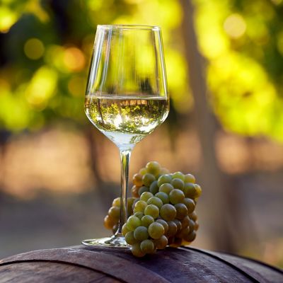 Image showing  Premium Grafted Bareroot Grape Vine Chardonnay, Set of 1 Plant, 84564