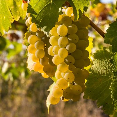 Image showing  Premium Grafted Bareroot Grape Vine Chardonnay, Set of 1 Plant, 84564
