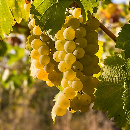 Van Zyverden Premium Grafted Bareroot Grape Vine Chardonnay, Set of 1  Plant, 84564