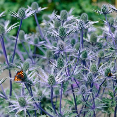 Van Zyverden Sea Holly Jos Eijking, Set of 3 Roots, 84567