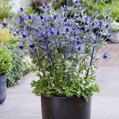 Image showing  Sea Holly Jos Eijking, Set of 3 Roots, 84567