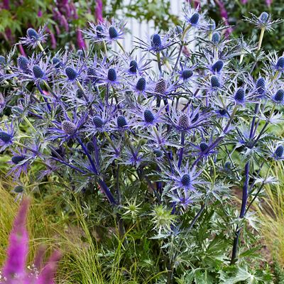Image showing  Sea Holly Jos Eijking, Set of 3 Roots, 84567