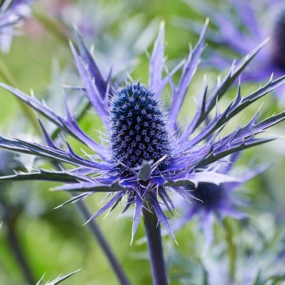 Image showing  Sea Holly Jos Eijking, Set of 3 Roots, 84567