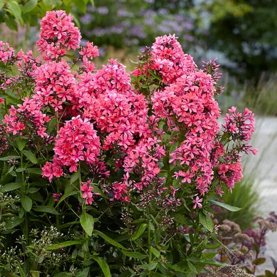 Van Zyverden Tall Phlox Paniculata Cleopatra, Set of 9 Roots, 84574