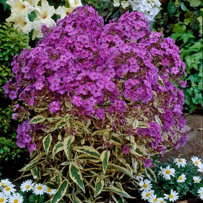 Image showing  Tall Phlox Paniculata Harlequin, Set of 3 Roots, 84575