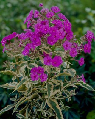 Image showing  Tall Phlox Paniculata Harlequin, Set of 3 Roots, 84575