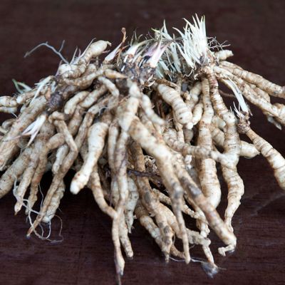 Image showing  Tall Phlox Paniculata Harlequin, Set of 3 Roots, 84575