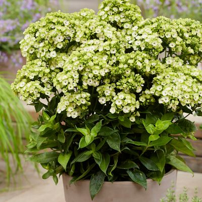 Image showing  Tall Phlox Orchid Green, Set of 5 Roots, 84576