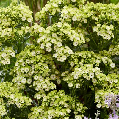 Image showing  Tall Phlox Orchid Green, Set of 5 Roots, 84576