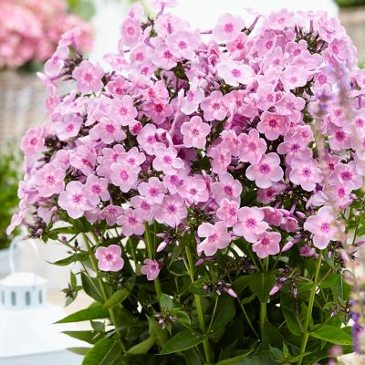 Van Zyverden Tall Phlox Rainbow Dancer, Set of 3 Roots, 84578