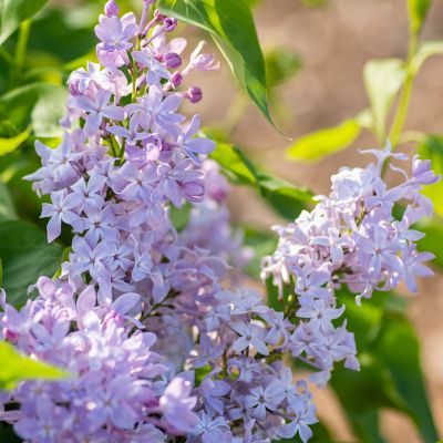 Van Zyverden Bloomables Lilac New Age Lavender 2 qt. Stadium Pot, 84586