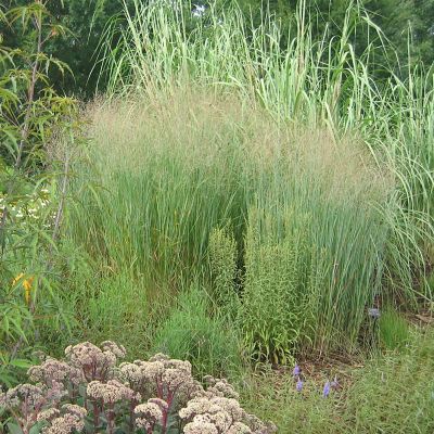 Van Zyverden Ornamental Grass Blue Switch One 3.25 in. Dormant Potted Plant, 84589