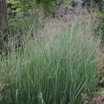 Image showing  Ornamental Grass Blue Switch One 3.25 in. Dormant Potted Plant, 84589