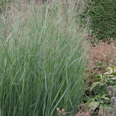 Image showing  Ornamental Grass Blue Switch One 3.25 in. Dormant Potted Plant, 84589