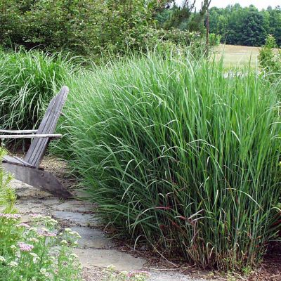 Image showing  Ornamental Grass Blue Switch One 3.25 in. Dormant Potted Plant, 84589