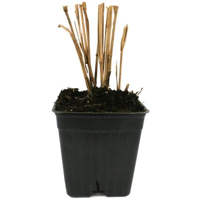 Image showing  Ornamental Grass Blue Switch One 3.25 in. Dormant Potted Plant, 84589