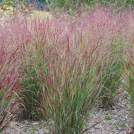 Van Zyverden Ornamental Grass Red Switch Grass One 3.25 in. Dormant Potted Plant, 84590