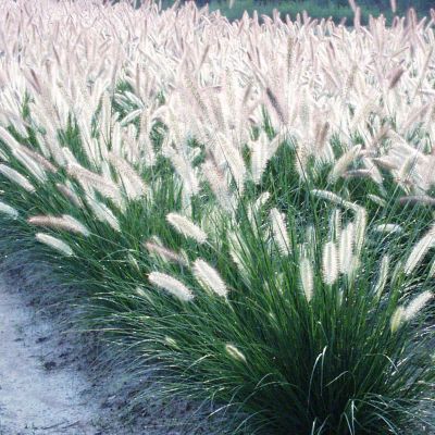 Van Zyverden Ornamental Grass Dwarf Fountain One 3.25 in. Dormant Potted Plant, 84591