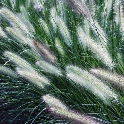 Image showing  Ornamental Grass Dwarf Fountain One 3.25 in. Dormant Potted Plant, 84591