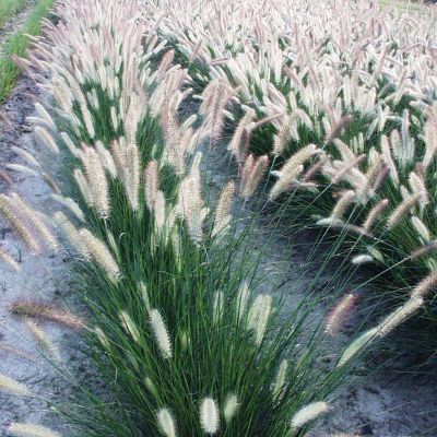 Image showing  Ornamental Grass Dwarf Fountain One 3.25 in. Dormant Potted Plant, 84591
